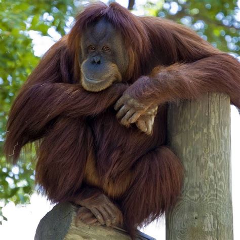 Cheeky orangutan at Como Zoo St Paul MN [OC][1080x1080] Primates, Como ...