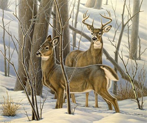 Ready - Whitetail Deer Painting by Paul Krapf