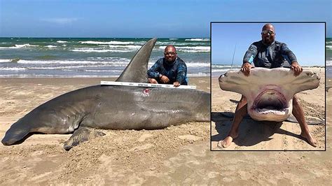 Texas fisherman reels in 14-foot hammerhead shark, calls it 'catch of ...