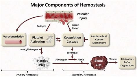 Hemostasis & haemostasis process