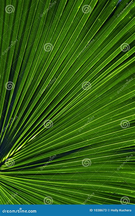 Palm Leaf Pattern stock image. Image of plant, pattern - 1038673