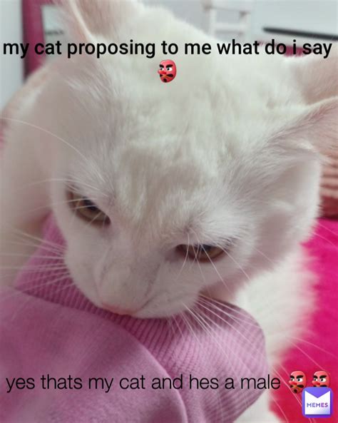 yes thats my cat and hes a male 👺👺 my cat proposing to me what do i say ...