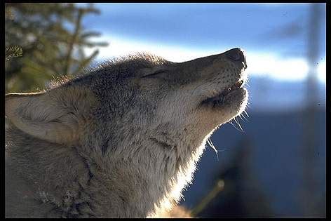 Timber or Grey Wolf | WWF