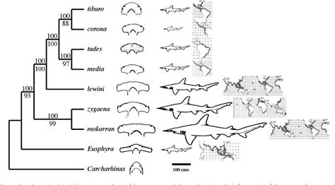 Figure 1 from Phylogeny of hammerhead sharks (Family Sphyrnidae ...