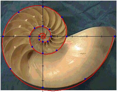 Golden Ratio Examples? - Nature – GeoGebra