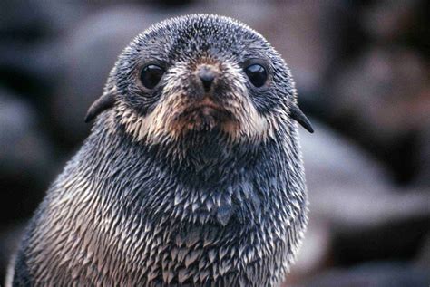 Ocean winds influence seal pup migration