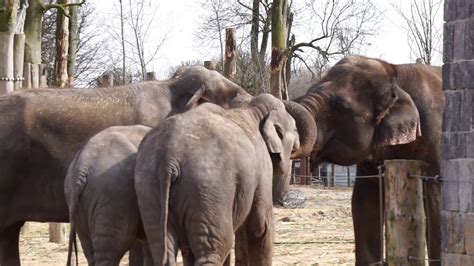 BABY Elephant Cuddling his FAMILY - YouTube