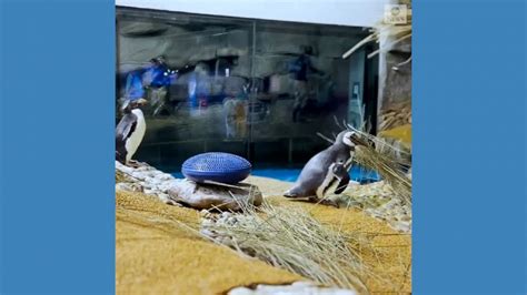 Video Penguins begin nesting season at Chicago aquarium - ABC News