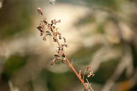 plants decay on Behance