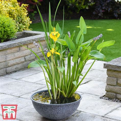 Patio Pond Kit | Thompson & Morgan Pond Plants, Aquatic Plants, Live Plants, Pond Kits, Patio ...