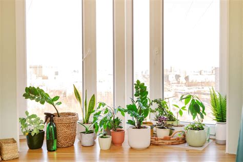 The Ultimate Indoor Plant Light Guide For Houseplant Lovers