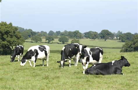 Did you know? In the UK, around 95 per cent of dairy cows are the black ...