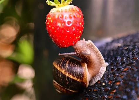 What Do Snails Eat? 11 Things You Didn't Know About Snails Food