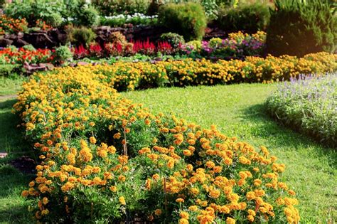 How to Grow and Care for Marigolds - Garden Lovers Club