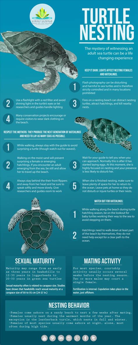 Turtle Nesting #Infographic | Sea turtle facts, Turtle facts, Turtle