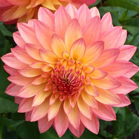 The dahlias are in bloom in #goldengatepark ! Dahlias are tuberous, herbaceous perennial plants ...