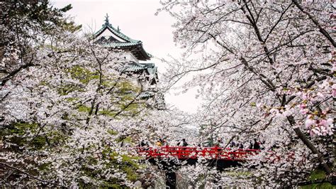 White cherry blossom flowers, Japan, castle HD wallpaper | Wallpaper Flare