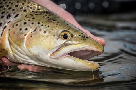 German Brown Trout In Montanas Madison Photograph by Jess McGlothlin Media - Pixels