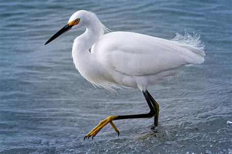 Bird of the week: Snowy egret | Your Observer