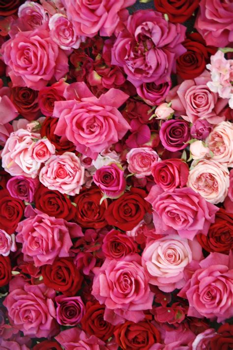 Coral Roses Are the Perfect Way to Celebrate Your First Valentine's Day Together | Red roses ...