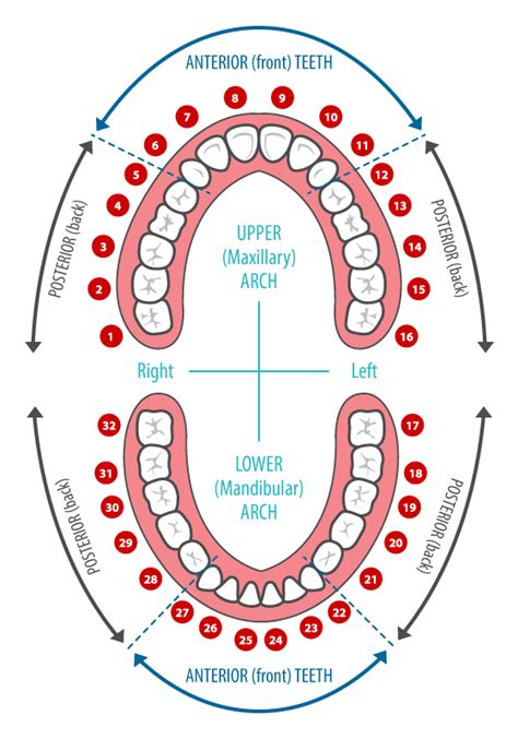 Dental Care Associates of Waycross | Tooth Chart