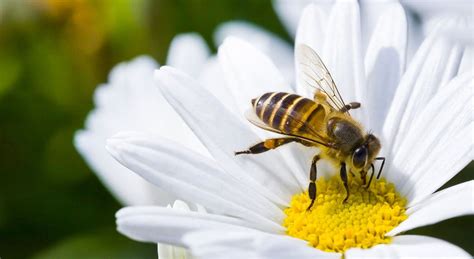 The bee is officially on the verge of extinction | NationofChange