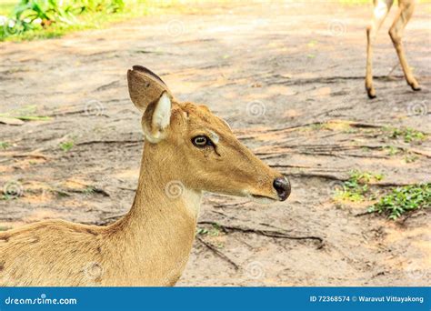 Barking deer stock photo. Image of barking, hoofed, alert - 72368574