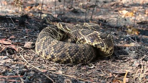 Eastern Diamondback Rattlesnake - YouTube