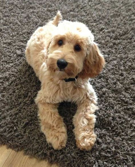 303 best Crazy for Cockapoos images on Pinterest | Cockapoo puppies ...