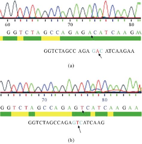 Plasmid Dna Sequencing