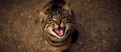 Cat Yowling: Why Do Cats Yowl and What Does It Mean? | Pet Side