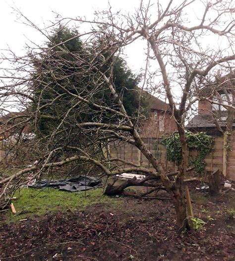 Mature Apple Tree: Restoration Pruning | Orchard Notes