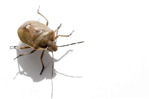 Kudzu (Stink) Bugs - Identification | Threats | Treatment