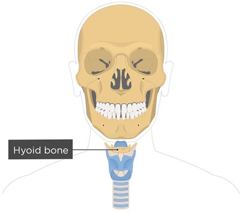 Hyoid Bone Diagram Order Sales | www.gbu-presnenskij.ru