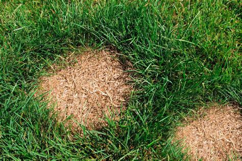 What Causes Brown or Dead Patches in Your Lawn?