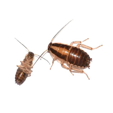 German Cockroach Identification & Behavior | Vermont Pest Control