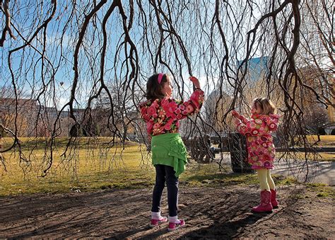 America’s Iconic Beech Trees Are Under Attack - Inside Climate News