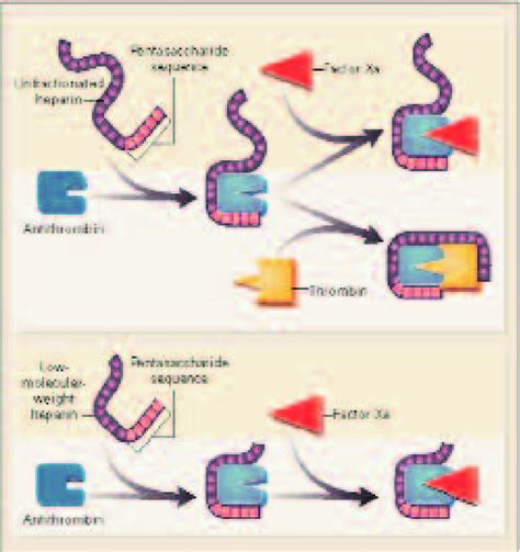 Catalysis of antithrombin-mediated inactivation of thrombin or factor... | Download Scientific ...