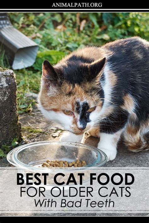 Best Cat Food For Older Cats With Bad Teeth in 2023 | Best cat food, Cat food, Older cats