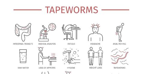 Everything You Need to Know About Tapeworm Infections - Facty Health