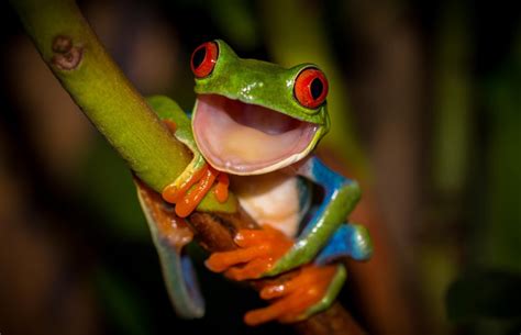 Download Frog Tree Frog Animal Red Eyed Tree Frog HD Wallpaper