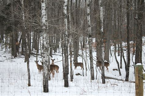 The End of Hunting Season - Bitzenburger