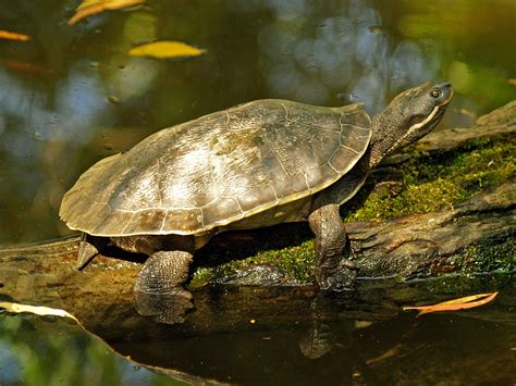 Brisbane River Turtle - ZooChat