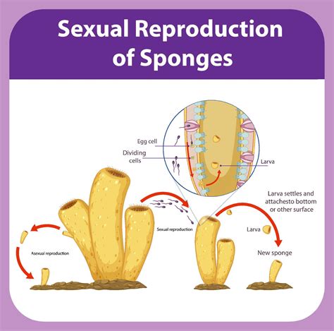 Diagram showing reproduction in sponges 6061789 Vector Art at Vecteezy