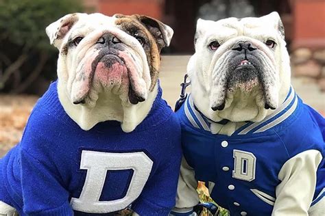 March Madness: Live Dog Mascots Represent Drake, Georgetown, Tennessee ...