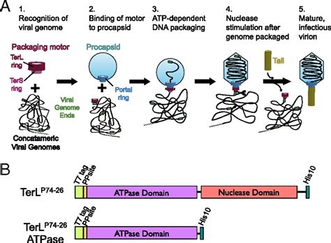 Structure and mechanism of the ATPase that powers viral genome packaging | PNAS