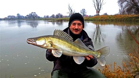 Fishing in Poland - spinning, casting and flyfishing: How to catch a zander or walleye?