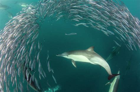 Dolphins Hunting Sardines Photograph by Scubazoo