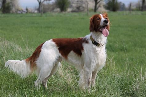 Irish red & white setter | DogExpress