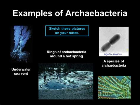 Archaea examples kingdom